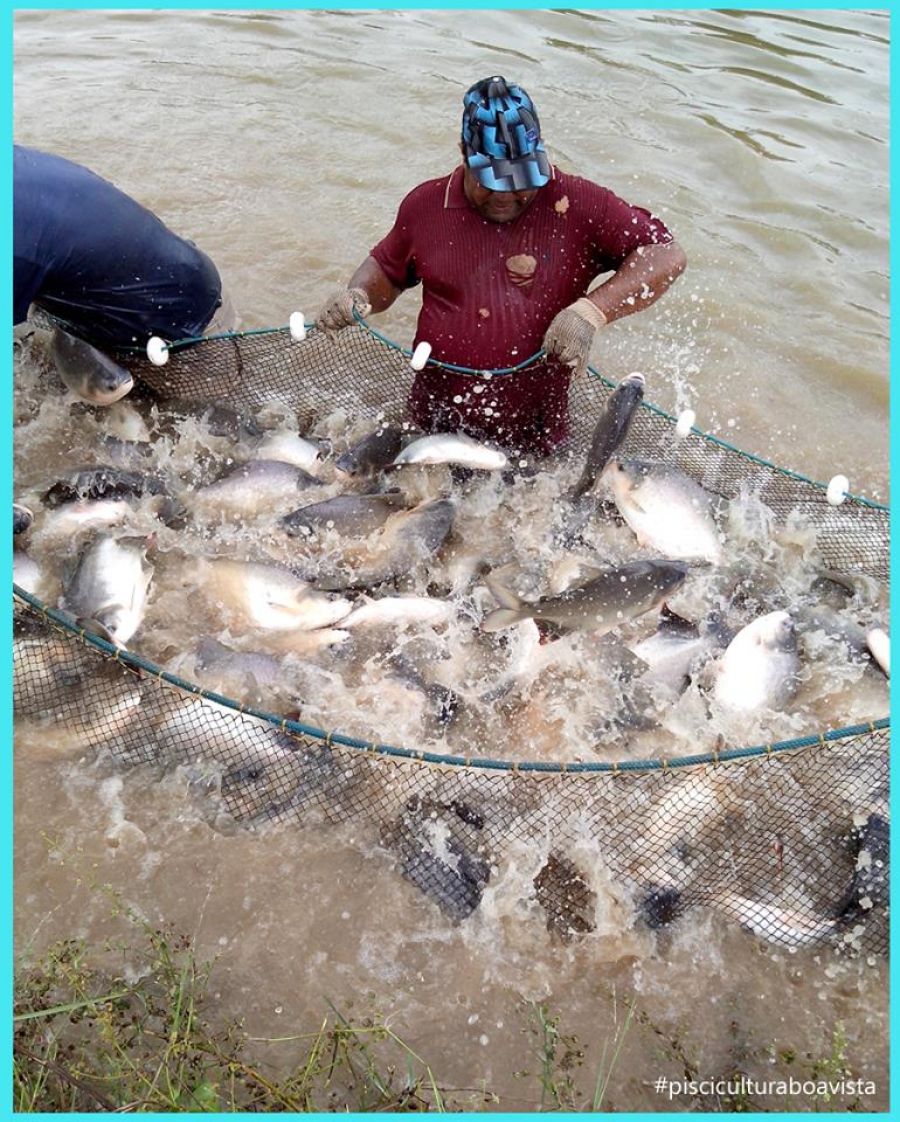 Aumento na produção de peixes - no Paraná