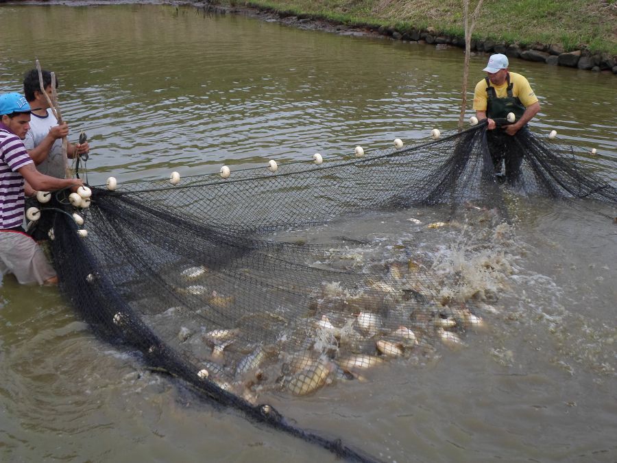 Conservação das redes de pesca: Cinco dicas de cuidados básicos