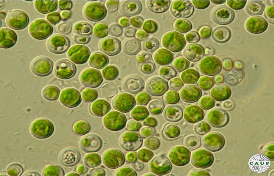 Cultivo de algas e as potencialidades para a produção de biocombustível