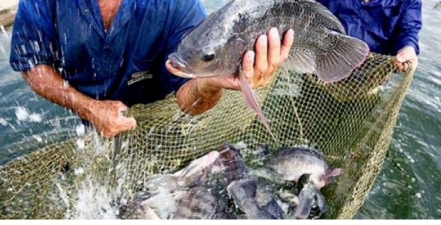 Decreto autoriza produção de peixes exóticos em Mato Grosso