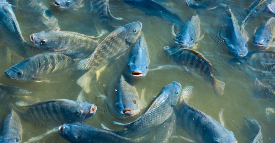 Exportações de peixes de cultivo aumentam 32,8% no 1º trimestre de 2020