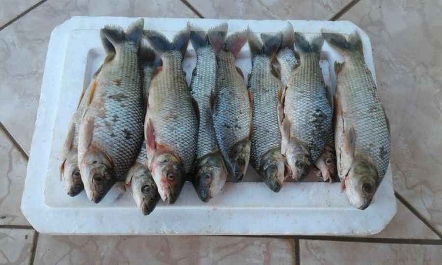 Feira de pescados nos EUA pode gerar US$ 12 mi em negócios para o Brasil