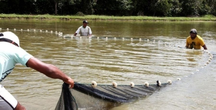 Governo do Estado apresenta investimentos para a cadeia produtiva da piscicultura na Serra Catarinense