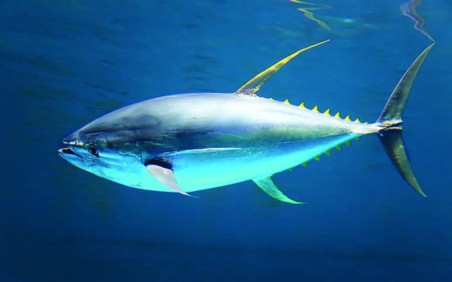 Integração universidade e empresa impulsiona avanços nutricionais na criação do atum