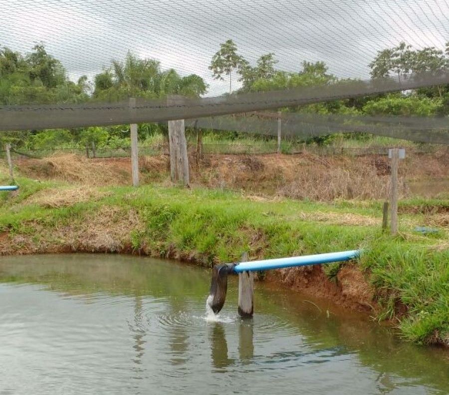 Problemas na piscicultura: Entenda como as pragas podem prejudicar a produção