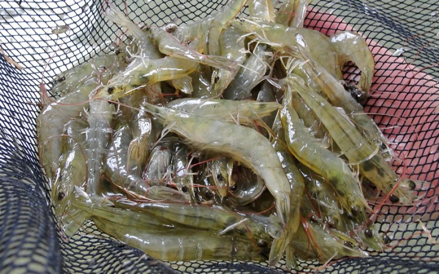 Skretting lança Lorica, dieta de saúde funcional avançada para camarões