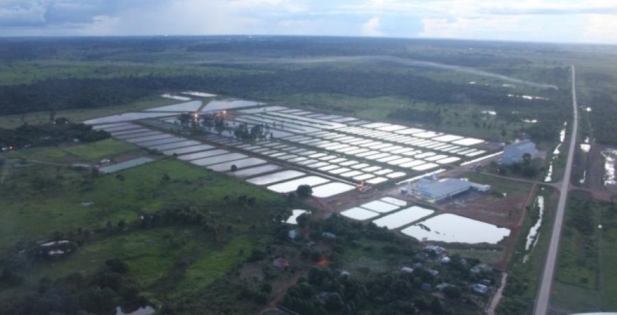 Sudeste cresce 43% em produção, mas Rondônia se consolida na liderança da piscicultura nacional