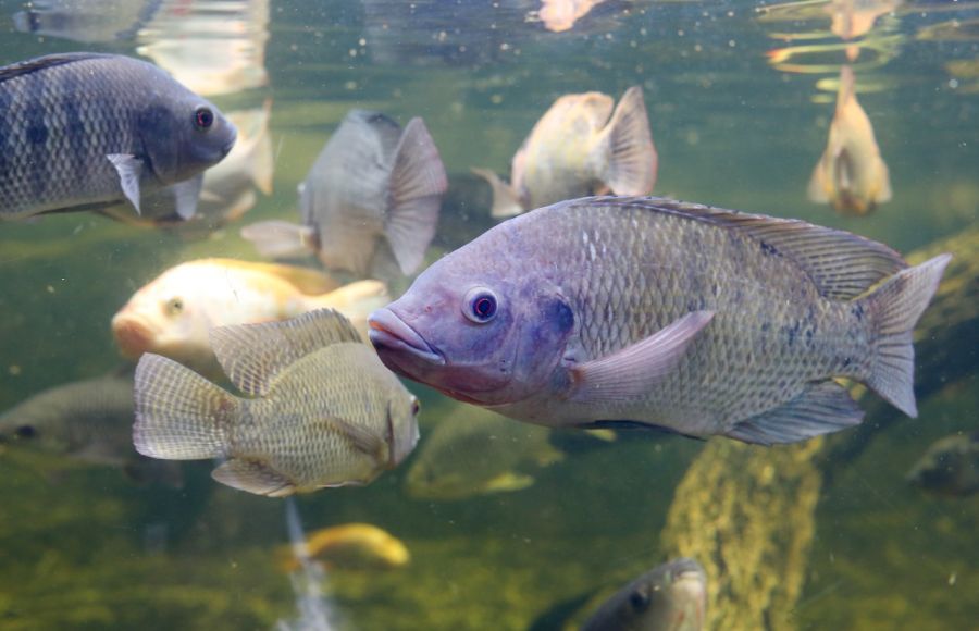 Tilápia, a espécie mais importante para a piscicultura brasileira 