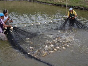 Conservação das redes de pesca: Cinco dicas de cuidados básicos