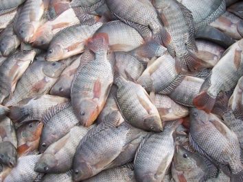 Criação de tilápia, peixe mais consumido no Brasil, teve alta de 8% em 2017