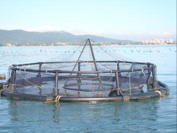 Desenvolvimento da maricultura no país - saiba mais sobre a regionalização da produção