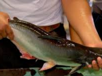 Etec de Monte Aprazível produz peixe vietnamita em cativeiro