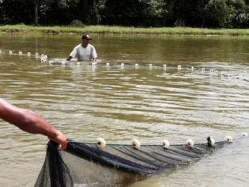 Governo do Estado apresenta investimentos para a cadeia produtiva da piscicultura na Serra Catarinense