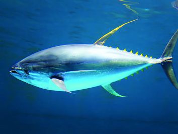 Integração universidade e empresa impulsiona avanços nutricionais na criação do atum
