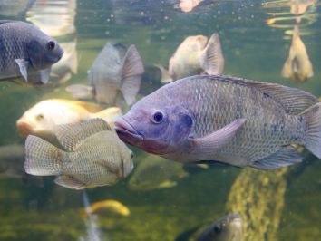 Tilápia: O segundo peixe mais consumido do mundo