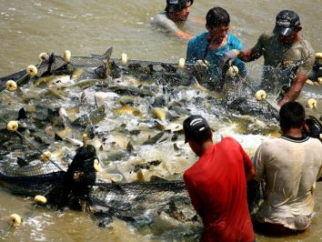 Produção de peixes é abundante em Rondônia, mas emperra na comercialização