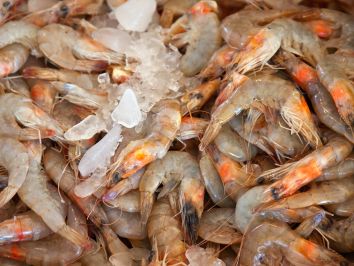 Produção intensiva de camarão: tudo o que você precisa saber!