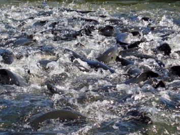 Produtores do Paraná começam a receber manual básico de piscicultura