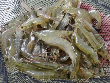 Skretting lança Lorica, dieta de saúde funcional avançada para camarões